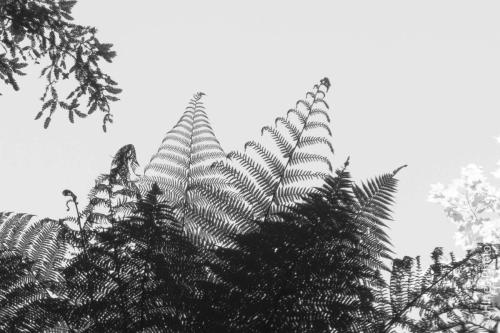 B&W of ferns