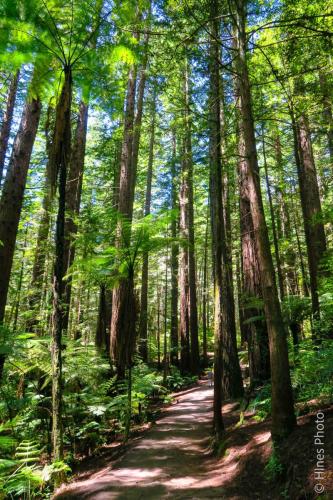 Redwoods Memorial Grove Track