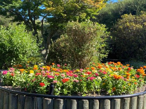 Flowers Kuirau Park