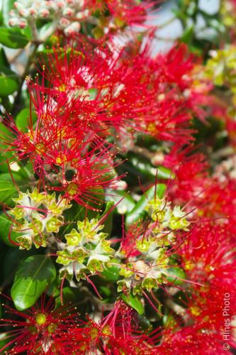 Rata Flower, the  New Zeland Christmas Tree