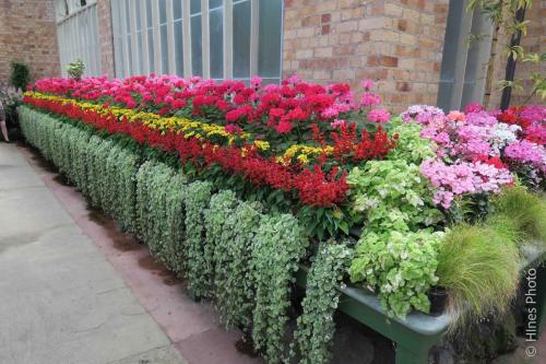 Flowers in the Auckland Domain Winter Garden