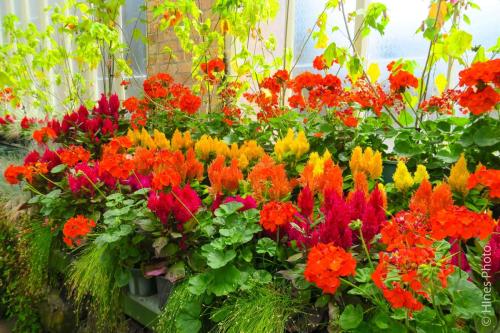 Flowers in the Auckland Domain Winter Garden