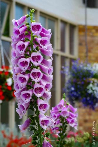 Flowers in the Auckland Domain Winter Garden