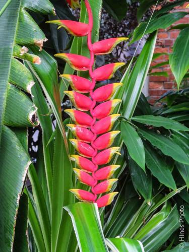 False Bird of Pradise Flowers in the Auckland Domain Winter Gard