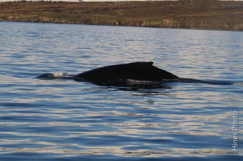 Iceland22-Day-6-103