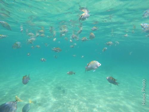 DCIM100GOPROGOPR5079.JPG